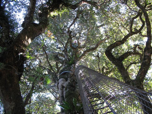 A walk amongst the trees