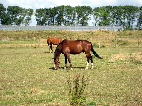 Horses