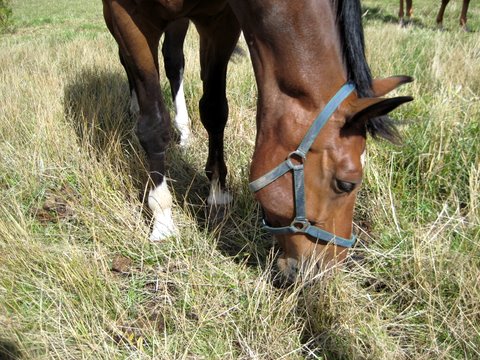 Horses