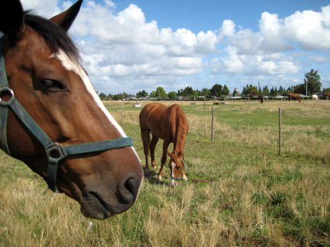 Horses